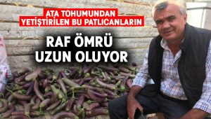 Ata tohumundan yetiştirilen bu patlıcanların raf ömrü uzun oluyor