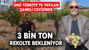 Çameli cevizinde 3 bin ton rekolte bekleniyor