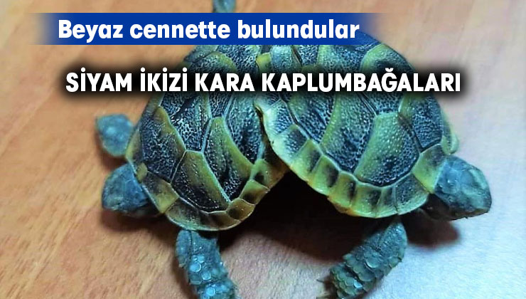 Beyaz cennette bulunan siyam ikizi kara kaplumbağaları koruma altına alındı