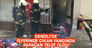 Denizli’de işyerinde çıkan yangında papağan telef oldu!