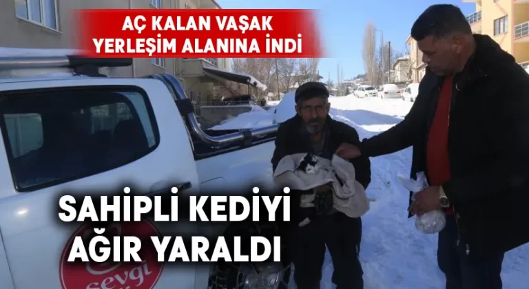 Aç kalan vaşak sahipli kediyi ağır yaraladı