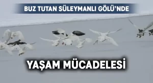 Buz tutan gölde yaşam mücadelesi