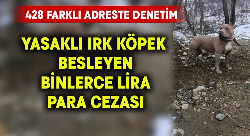 Denizli’de yasak ırk köpek besleyen vatandaşa para cezası