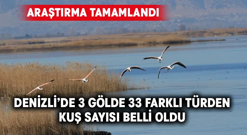 Denizli’deki 3 gölde 33 farklı türden kuş sayısı belli oldu