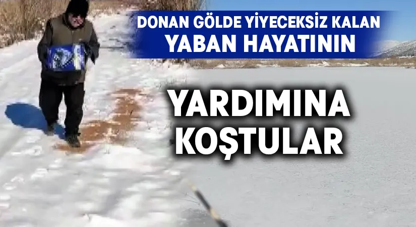 Donan gölde yiyeceksiz kalan yaban hayatının yardımına koştular