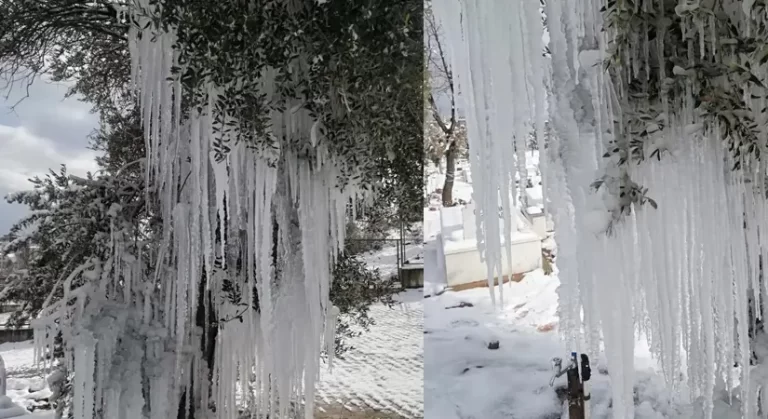 Patlayan çeşme ağaçta buz sarkıtları oluşturdu