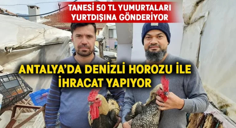 Antalya’da Denizli Horozu ile ihracat yapıyor