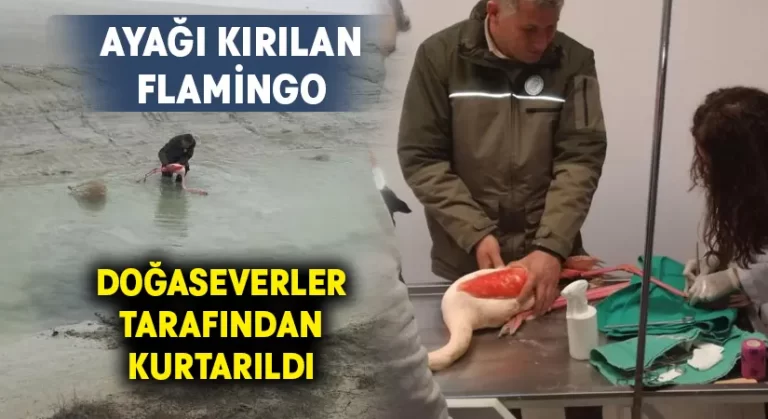 Ayağı kırılınca mahsur kalan flamingo için seferber oldular