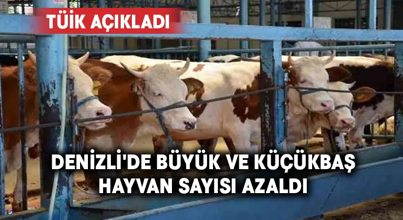 Denizli’de büyük ve küçükbaş hayvan sayısı azaldı