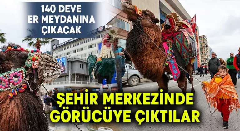 Pehlivan develer görücüye çıktı