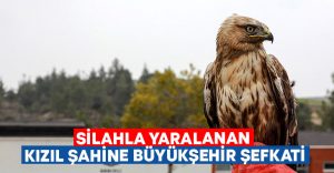 Silahla yaralanan kızıl şahine Büyükşehir şefkati