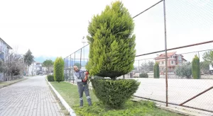 Pamukkale’de Budama Çalışmaları Devam Ediyor