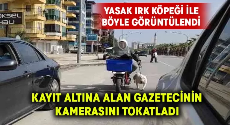 Yasak ırk köpekle trafikte tehlikeli yolculuk