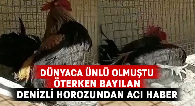 Öterken bayılan dünyaca ünlü horozdan acı haber