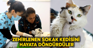 Zehirlenen sokak kedisini hayata döndürdüler