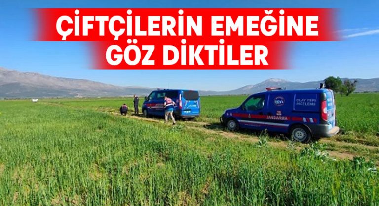 Çiftçilerin emeğine göz diktiler