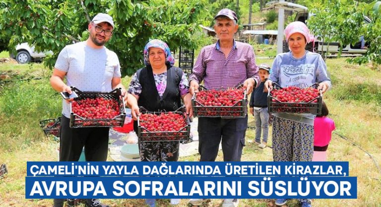 Çameli’nin yayla dağlarında üretilen kirazlar, Avrupa sofralarını süslüyor