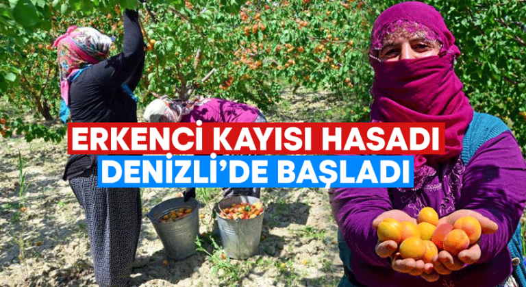 Denizli’de erkenci kayısı hasadı başladı