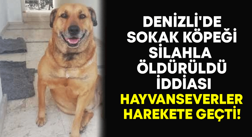 Denizli’de sokak köpeği silahla öldürüldü iddiası.. Hayvanseverler harekete geçti!