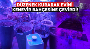 Düzenek kurarak evini kenevir bahçesine çevirdi!