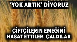 Hırsızlar, çiftçilerin emeğini hasat edip çaldı