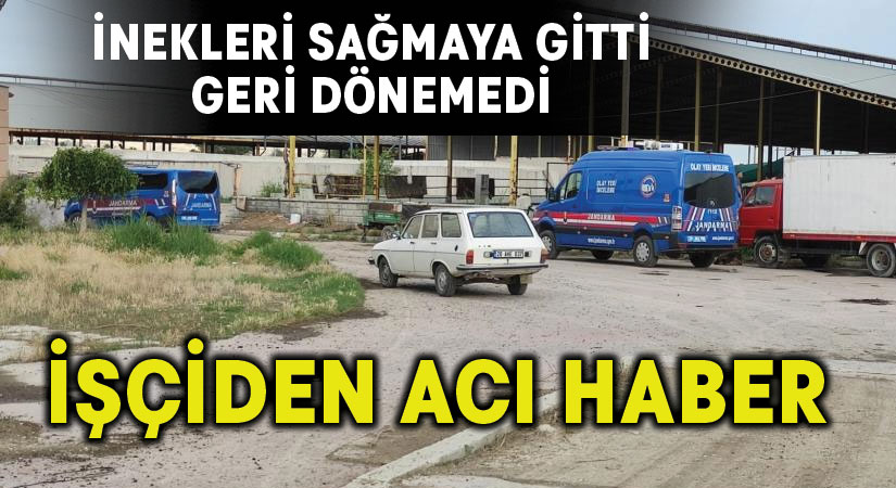 İnekleri sağmaya gitti, geri dönemedi