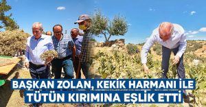 Başkan Zolan, kekik harmanı ile tütün kırımına eşlik etti