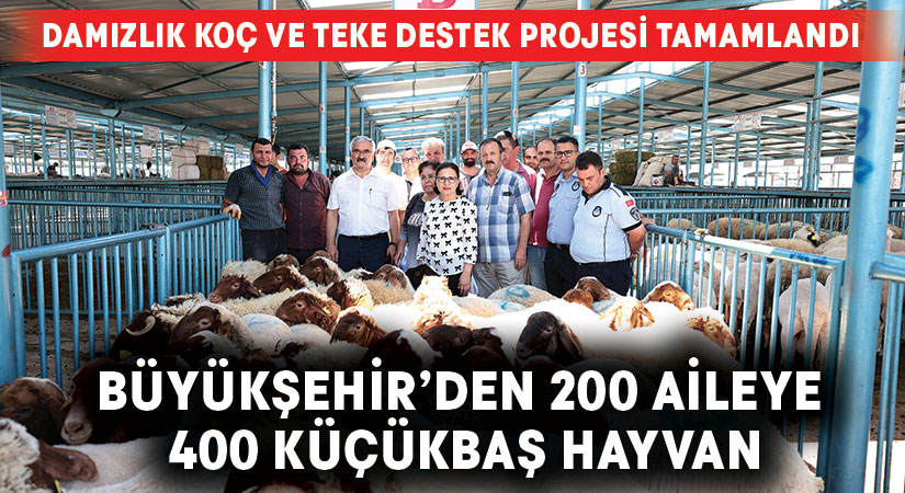 Büyükşehir’den 200 aileye 400 küçükbaş hayvan