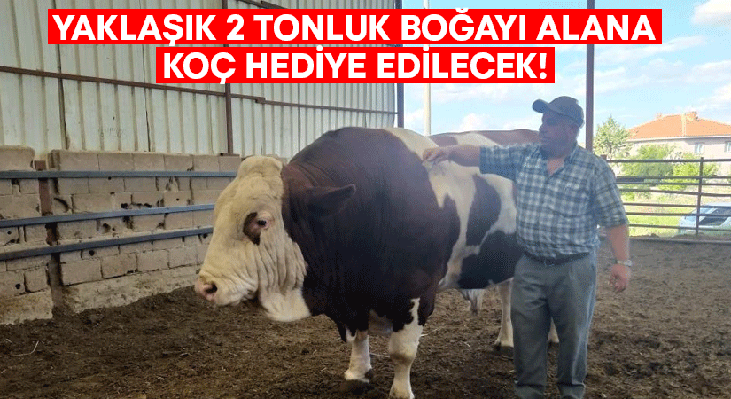 Denizli’de yaklaşık 2 tonluk boğayı alana koç hediye edilecek!