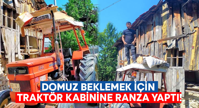 Domuz beklemek için traktör kabinine ranza yaptı!