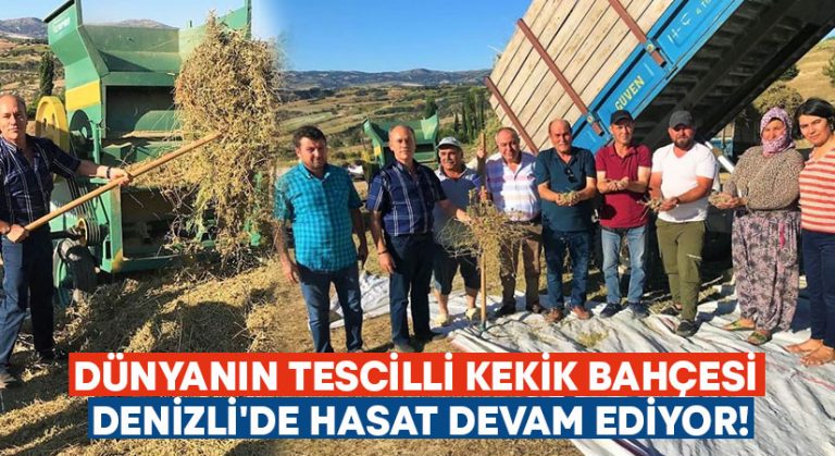 Dünyanın tescilli kekik bahçesi Denizli’de hasat devam ediyor!