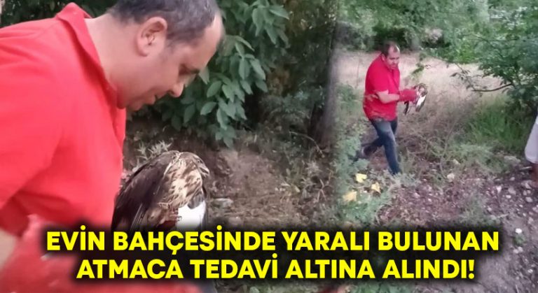 Evin bahçesinde yaralı bulunan Atmaca tedavi altına alındı!