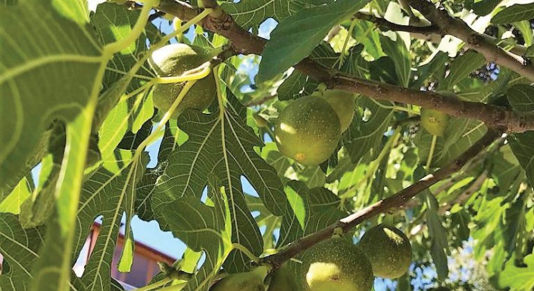 İlekleme incirde lezzeti ve kaliteyi yükseltiyor