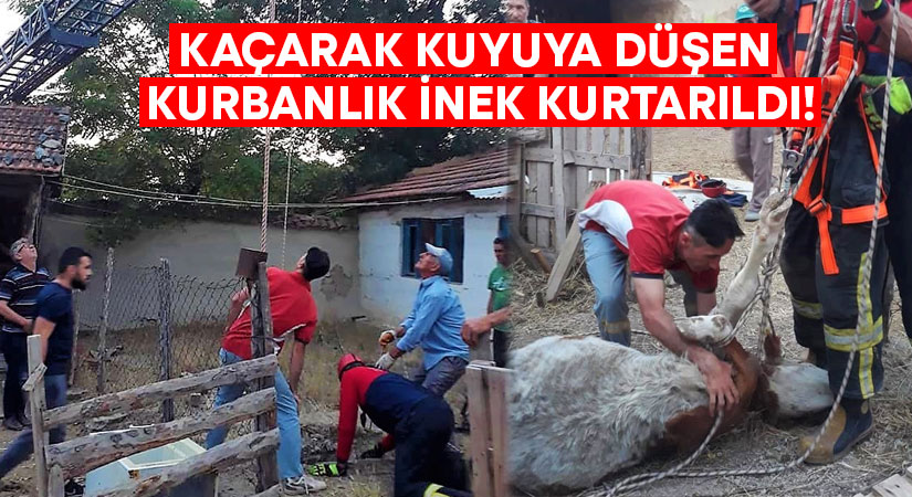 Kaçarak kuyuya düşen kurbanlık inek kurtarıldı!