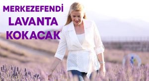 Merkezefendi lavanta kokacak