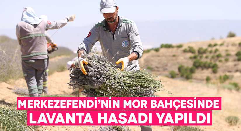 Merkezefendi’nin mor bahçesinde lavanta hasadı yapıldı!