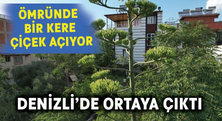 Ömründe bir kere çiçek açan sabır otu Denizli’de ortaya çıktı