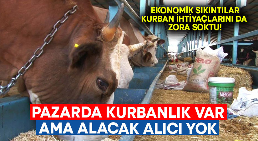 Pazarda kurbanlık var ama kurbanlığı alacak alıcı yok!