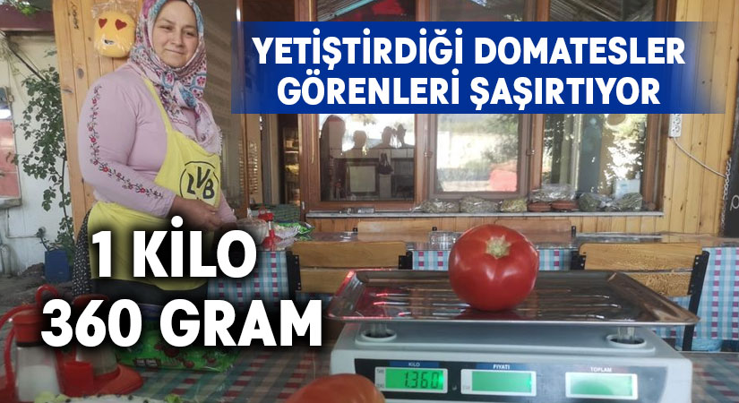 Yetiştirdiği domatesler 1 kilodan fazla geliyor