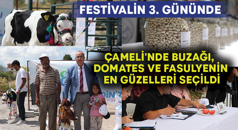 Çameli’nde buzağı, domates ve fasulyenin en güzelleri seçildi