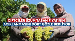 Çiftçiler üzüm taban fiyatının açıklanmasını dört gözle bekliyor!