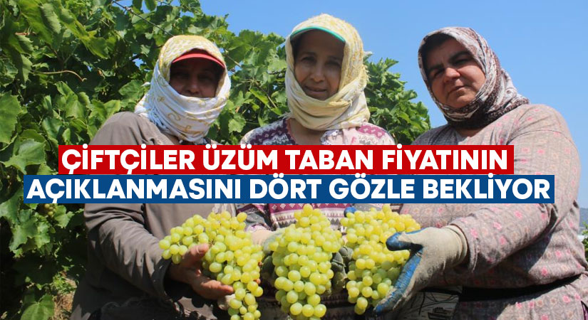 Çiftçiler üzüm taban fiyatının açıklanmasını dört gözle bekliyor!