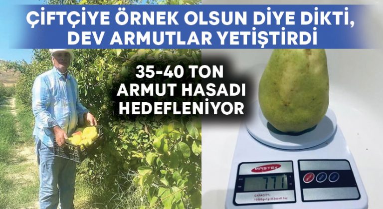 Çiftçiye örnek olsun diye dikti, dev armutlar yetiştirdi