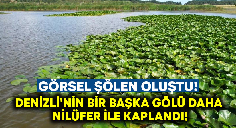 Denizli’nin bir başka gölü daha nilüfer ile kaplandı!