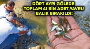 Dört ayrı gölede toplam 41 bin adet yavru balık bırakıldı!