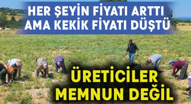 Kekik üreticileri oluşan fiyattan memnun kalmadı