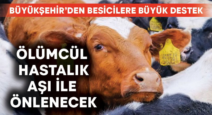 Ölümcül BVD/MD hastalığıyla mücadeleye Büyükşehir’den destek