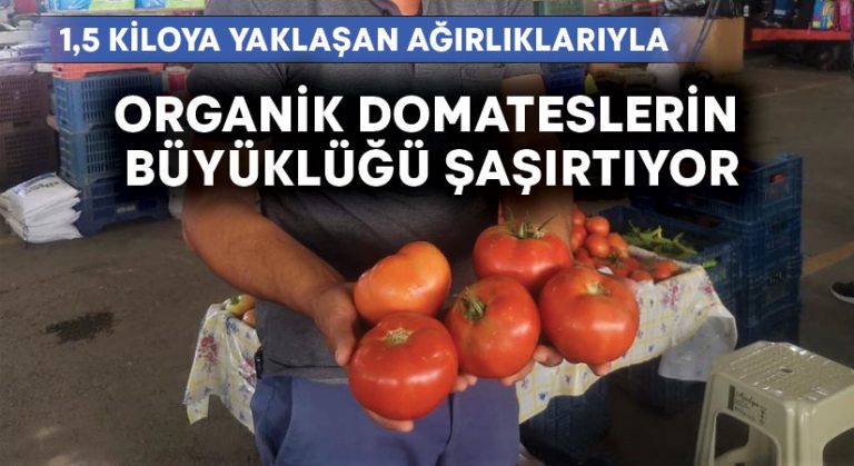 Organik domateslerin büyüklüğünü gören bir daha bakıyor