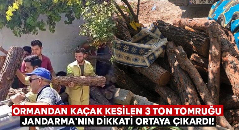 Ormandan kaçak kesilen 3 ton tomruğu Jandarma’nın dikkati ortaya çıkardı!