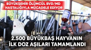 2.500 büyükbaş hayvanın ilk doz aşıları tamamlandı